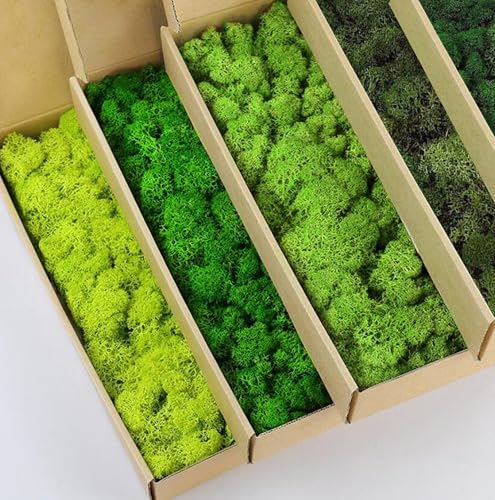 5 Color Mix Pack Preserved Reindeer Moss Natural Green DIY Kit Gardenning Art Wall Decor Florist Decor