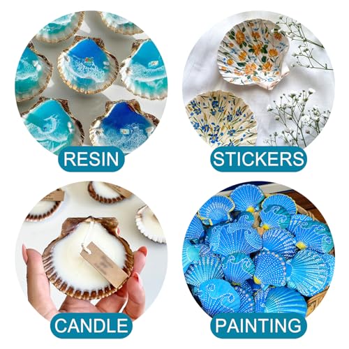 20PCS Natural Scallop Shells for Crafts & Baking