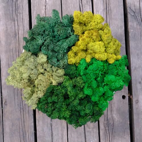 Preserved Reindeer Mix Craft Moss Natural Green DIY Kit Gardenning Art Wall Decor Florist Easter Table Decor Wedding Decor