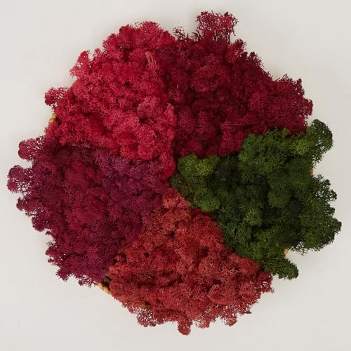 Preserved Reindeer Mix Craft Moss Natural Green DIY Kit Gardenning Art Wall Decor Florist Easter Table Decor Wedding Decor