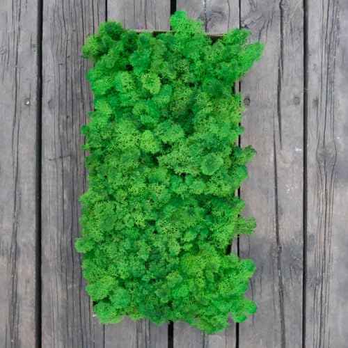 Preserved Reindeer Craft Moss Natural Green DIY Kit Gardenning Art Wall Decor Florist Easter Table Decor Wedding Decor