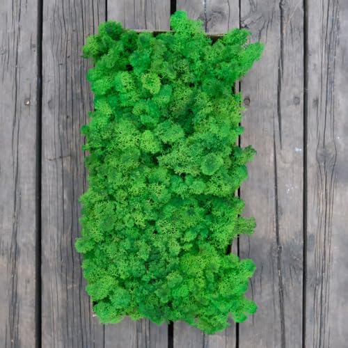Preserved Reindeer Craft Moss Natural Green DIY Kit Gardenning Art Wall Decor Florist Easter Table Decor Wedding Decor