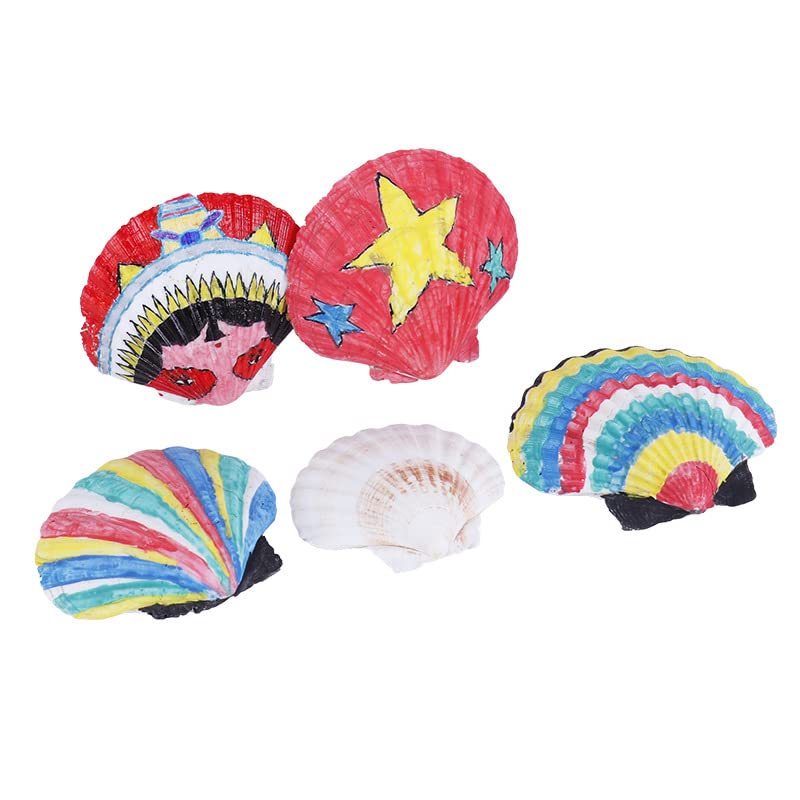 20 pcs 2 3 inch Natural Scallop Shells White Sea Shells from Sea Beach for DIY Craft Home Décor