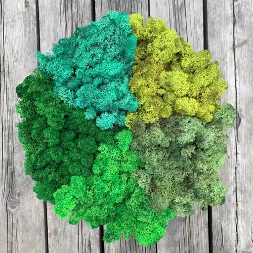 Preserved Reindeer Mix Craft Moss Natural Green DIY Kit Gardenning Art Wall Decor Florist Easter Table Decor Wedding Decor