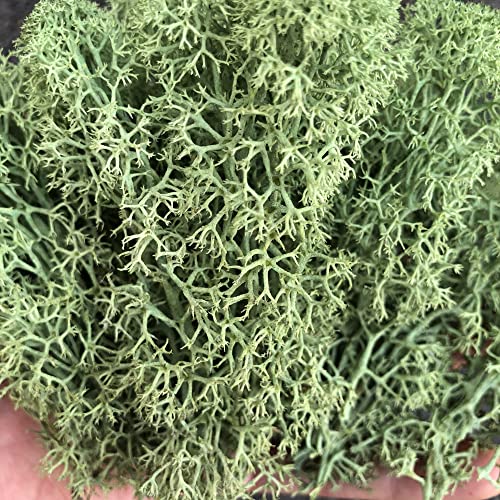 Preserved Reindeer Craft Moss Natural Green DIY Kit Gardenning Art Wall Florist Easter Table Decor Wedding Decor
