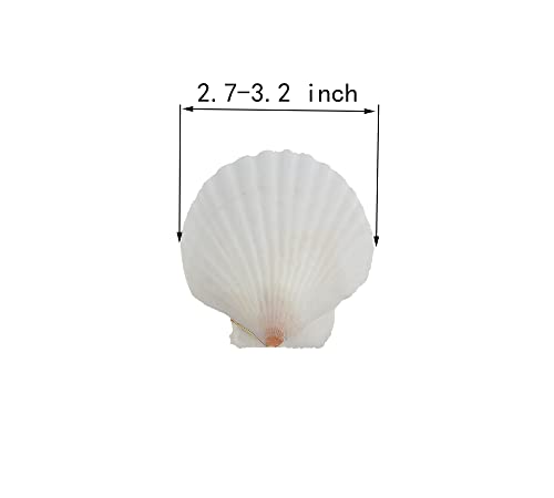 21Pcs Natural Scallop Sea Shells