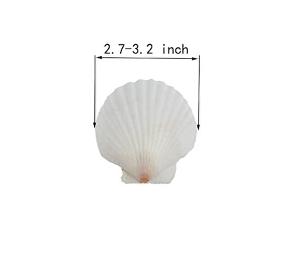 21Pcs Natural Scallop Sea Shells