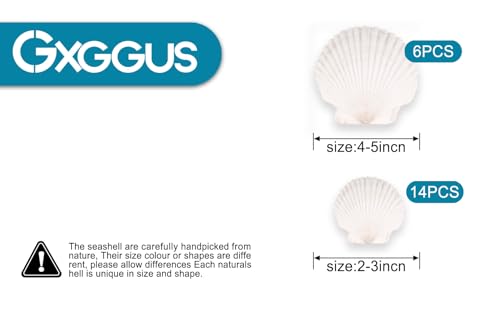 20PCS Natural Scallop Shells for Crafts & Baking