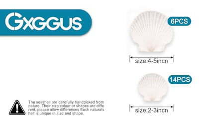 20PCS Natural Scallop Shells for Crafts & Baking