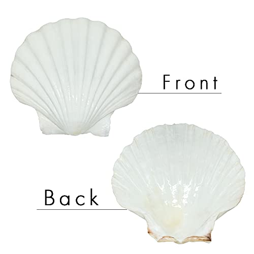 15 PCS 3.5 4 inch Large Scallop Shells Baking Sea Shells Large Natural White Scallop Shell From Sea Beach For DIY Craft Decor
