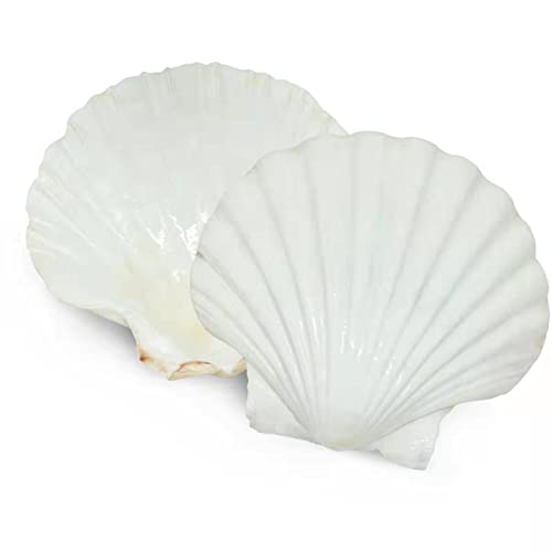 20 pcs 2 3 inch Natural Scallop Shells White Sea Shells from Sea Beach for DIY Craft Home Décor