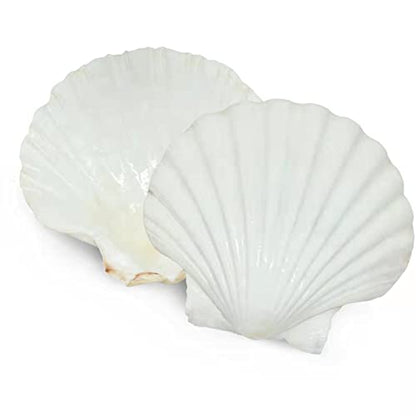 20 pcs 2 3 inch Natural Scallop Shells White Sea Shells from Sea Beach for DIY Craft Home Décor