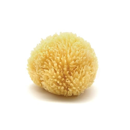 Caribbean Sea Sponge