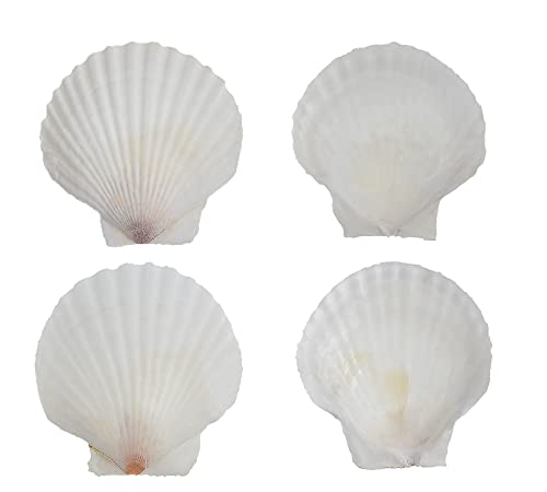12 Pcs Sea Shells White Large Scallop Shells for Baking Cooking