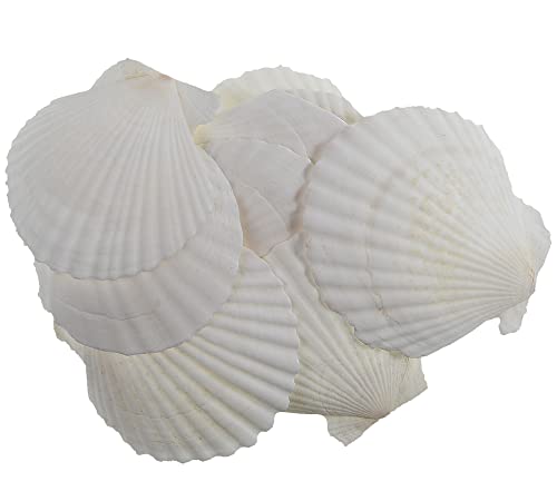 12 Pcs Sea Shells White Large Scallop Shells for Baking Cooking