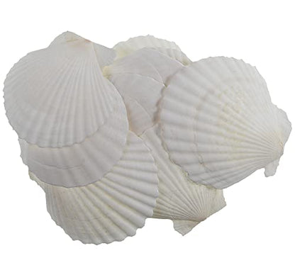 12 Pcs Sea Shells White Large Scallop Shells for Baking Cooking