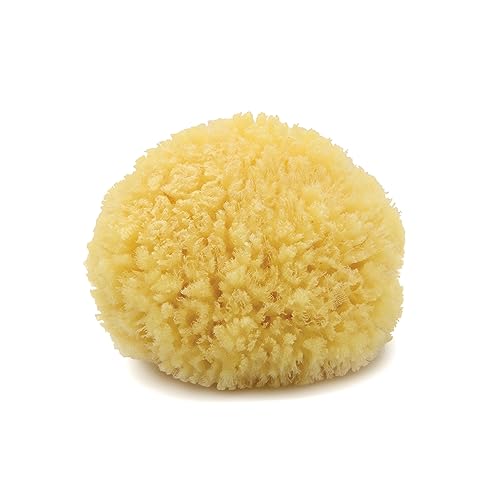 Caribbean Sea Sponge