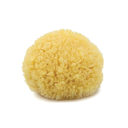 Caribbean Sea Sponge