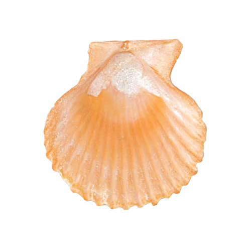 Yellow Sea Shells 50+ Pcs Scallop Shells for Baking Cooking