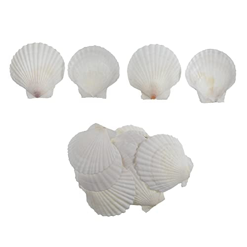 15 Pcs Sea Shells