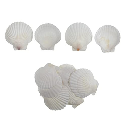 15 Pcs Sea Shells