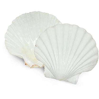 15 PCS 3.5 4 inch Large Scallop Shells Baking Sea Shells Large Natural White Scallop Shell From Sea Beach For DIY Craft Decor