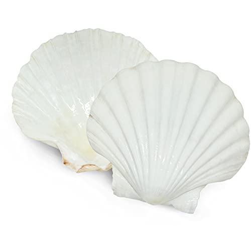 6PCS Scallop Shells for Serving Food (6 Count)
