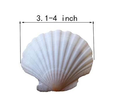 15 Pcs Sea Shells