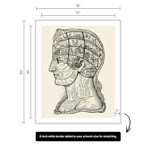 A Symbolic Head Phrenology Print 1899
