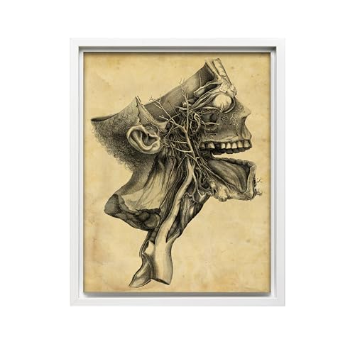 Human Skull Canvas