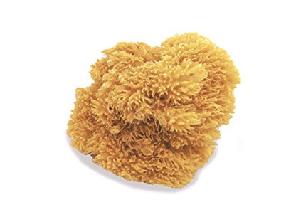 Unbleached Natural Sea Sponges for Artists 2pk (2 Count)