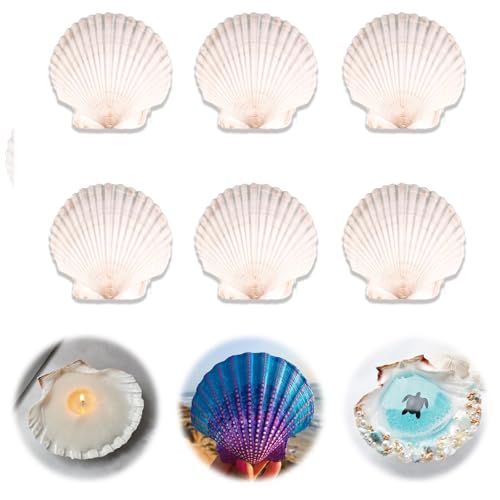 6PCS Scallop Shells for Crafts 4''