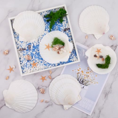 10PCS Scallop Shells for Crafts 4''