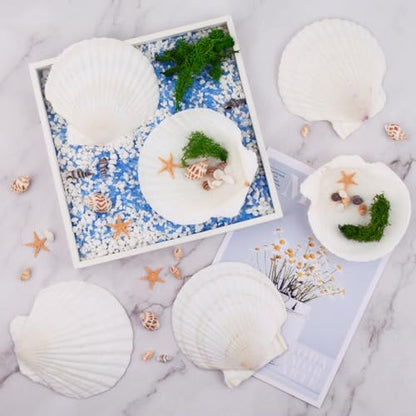 10PCS Scallop Shells for Crafts 4''