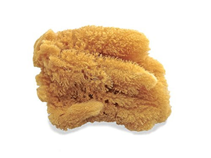 Unbleached Natural Sea Sponges for Artists 2pk (2 Count)