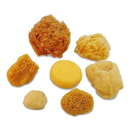 Natural Sea & Synthetic Sponges 7pk (7 Count)