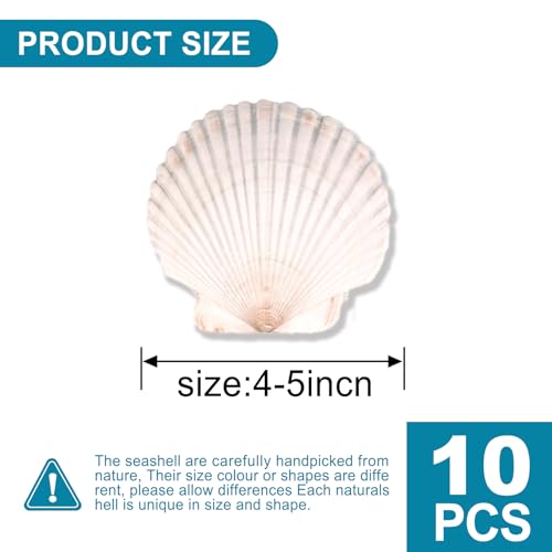 10PCS Scallop Shells for Crafts 4''