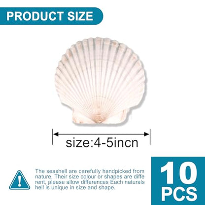 10PCS Scallop Shells for Crafts 4''