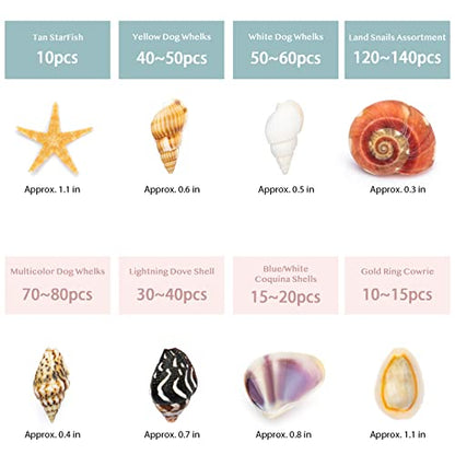 Premium Tiny Seashell Mix