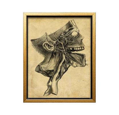 Human Skull Canvas