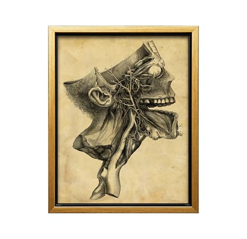 Human Skull Canvas