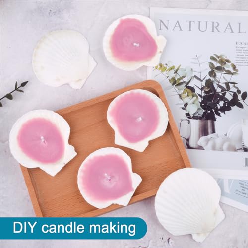 20PCS Natural Scallop Shells for Crafts & Baking
