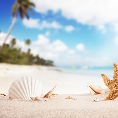 20PCS Scallop Shells Crafts 4''
