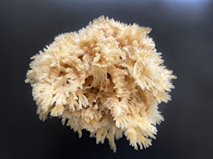 Sea Wool Art Sponge