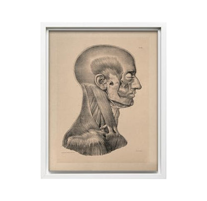 Vintage Science Canvas