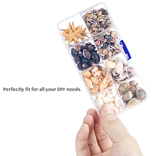 Premium Tiny Seashell Mix