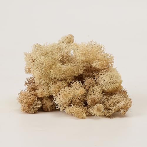 Preserved Reindeer Craft Moss Natural Green DIY Kit Gardenning Art Wall Florist Easter Table Decor Wedding