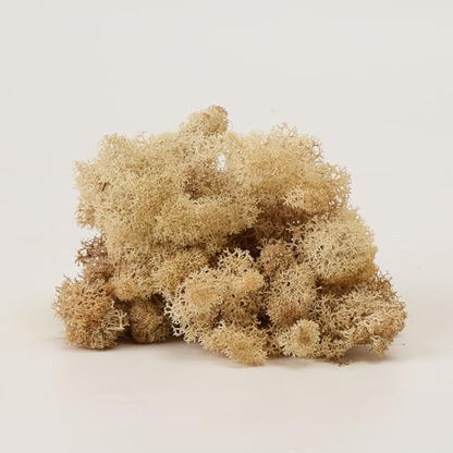 Preserved Reindeer Craft Moss Natural Green DIY Kit Gardenning Art Wall Florist Easter Table Decor Wedding