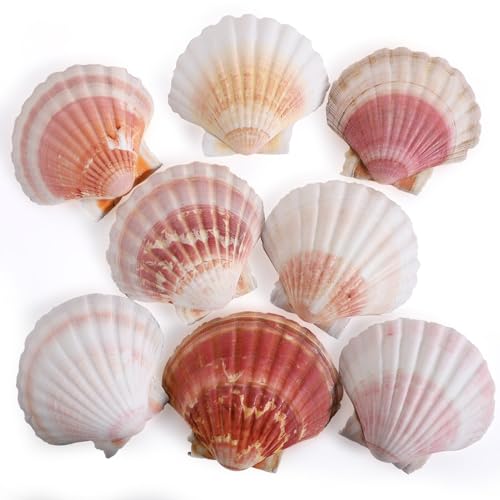 8 PCS 4 4.5 Inch Natural White&Pink Scallop Shells Sea Shells for DIY Craft Home Décor
