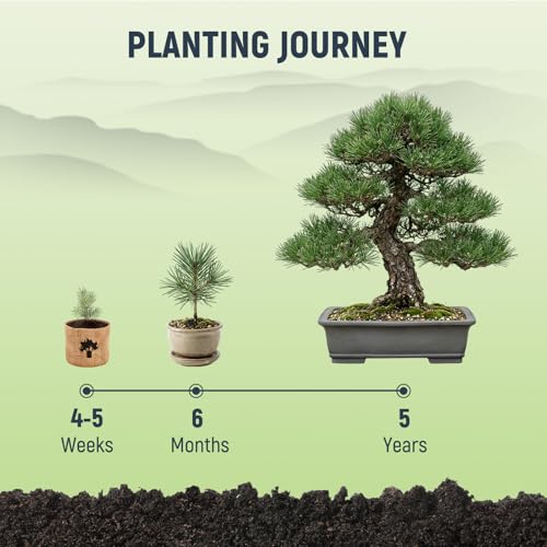 Bonsai Tree Kit (5 Count)
